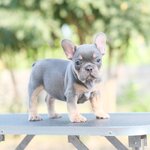 เพศผู้สีไลแลคแทน สีRare Color ของสายพันธุ์นี้ ตำแหน่งคิ้วและมาร์คกิ้งฟูลสูท ครบทุกตำแหน่ง น้องหมามีออร่ามากๆ เป็นสง่าราศีคนจูงอย่างแน่นอน, ได้รับการฉีดวัคซีนรวมป้องกัน5โรค ,สุนัขร่างกายสมบูรณ์แข็งแรง สุขภาพจิตดีทุกตัว 092-9918888