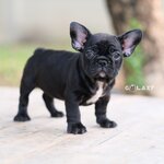 เด็กหญิง สีดำ หน้าตาน่ารัก มีใบเพ็ดดีกรีรับรองสายพันธุ์จากสมาคมสุนัข , ได้รับการฉีดวัคซีนรวมป้องกัน5โรค , ถ่ายพยาธิตามกำหนด ก่อนการส่งมอบ , มีบริการส่งน้องต่างจังหวัด , สุนัขร่างกายสมบูรณ์แข็งแรง สุขภาพจิตดีทุกตัว , ยินดีรับบัตร