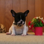 น้องซันซัน เฟรนช์บูลด็อกหน้าตาน่ารัก ใบหน้าสีดำ