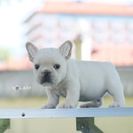 เด็กชาย สีครีม ขนครีมเนียนสวย พิกเม้นต์สีครีมดี สายเลือดแชมป์เปี้ยน ใครกำลังมองหาตัวผู้เกรดสวยพลาดไม่ได้ค่า