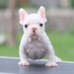 เพศเมีย สีขาวครีม ลูกไทยแชมป์ หน้าตาแบ๊วๆ หัวโตๆ ใครได้ไปไม่ผิดหวังแน่นอนค่ะ สำเนา