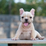 เด็กชาย เฟรนช์บูลด็อก สายเลือดดี หน้าย่นๆ สายเลือดดี พร้อมย้ายบ้าน