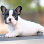 เพศเมีย สีขาวดำ ลายวัว หน้าย่น ริงเกิลใหญ่ กะโหลกใหญ่ รูปทรงสวย สายเลือดดีทั้งสาย นิสัยขี้อ้อน สุขภาพสมบูรณ์แข็งแรง สถานะพร้อมย้ายบ้านสนใจโทร 0929918888