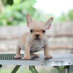 ตัวผู้ สีครีมเข้ม ตัวเล็กน่ารัก โตไปตัวไม่ใหญ่ ขาสั้น ตัวกลมๆ สายเลือดแชมป์ สถานะพร้อมย้ายบ้าน, ได้รับการฉีดวัคซีนรวมป้องกัน5โรค ,สุนัขร่างกายสมบูรณ์แข็งแรง สุขภาพจิตดีทุกตัว 092-9918888