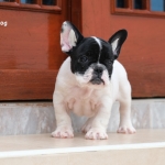 เฟรนช์ชี่น้อย เพศผู้ มาร์คกิ้งหน้ากาก หน้าตาน่ารัก เกินคำบรรยาย อยากได้เป็นลูกชายต้องรีบติดต่อค่ะ ตัวจริงน่ารักมาก