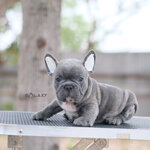 หนุ่มน้อยสีบลูลายเสือ หน้าตาแบ๊วๆ นัยตาสีฟ้าสวย, ได้รับการฉีดวัคซีนรวมป้องกัน5โรค , ถ่ายพยาธิตามกำหนด ก่อนการส่งมอบ , มีบริการส่งน้องต่างจังหวัด , สุนัขร่างกายสมบูรณ์แข็งแรง สุขภาพจิตดีทุกตัว