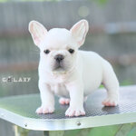 เด็กหญิงเบค่อน สีครีมสว่าง หน้าหมี ลูกไทยแชมป์ สายเลือดตรง LWOLFRANCH ค่ายดังเฟรนช์บูลด็อกที่อเมริกา ใครได้ไปเลี้ยง รับประกันไม่ผิดหวัง ,ทำวัคซีนถ่ายพยาธิเรียบร้อย ลูกสุนัขสุขภาพจิตดี สนใจติดต่อได้เลยค่ะ 0929918888