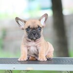 ตัวผู้สีฟร้อนต์ สายเลือดแชมป หน้าตาน่ารัก นิสัยขี้อ้อน สุขภาพสมบูรณ์แข็งแรงสถานะพร้อมย้ายบ้าน, ได้รับการฉีดวัคซีนรวมป้องกัน5โรค ,สุนัขร่างกายสมบูรณ์แข็งแรง สุขภาพจิตดีทุกตัว 092-9918888