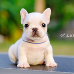 เพศเมีย สีขาวครีม เกรดโชว์ หน้าตาดี พิกเม้นสวย โครงสร้างสวยตามมาตราฐานสายพันธุ์ ดีกรีลูกไทยแชมป์ มีใบเพ็ดดีกรีครบถ้วน สุขภาพสมบูรณ์แข็งแรง (ของดีมีน้อย)