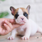 เพศผู้ สีขาวน้ำตาล หน้าตาหน้ารัก กะโหลกใหญ่ รูปทรงสวย สายเลือดดีทั้งสาย นิสัยขี้อ้อน สุขภาพสมบูรณ์แข็งแรง สถานะพร้อมย้ายบ้านสนใจโทร 0929918888