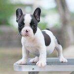 เพศเมีย สีขาวดำ ลายวัว หน้าสวยๆ ตาโตๆ กะโหลกใหญ่ หน้าตาสวย สุขภาพสมบูรณ์แข็งแรง สถานะพร้อมย้ายบ้านสนใจโทร 0929918888