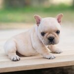 เพศเมีย สีครีม ตัวเล็กสั้น หน้าสั้น หน้าตาน่ารัก สายเลือดดี รูปทรงสวยๆ ร่างกายสมบูรณ์แข็งแรง พร้อมย้ายบ้าน, ได้รับการฉีดวัคซีนรวมป้องกัน5โรค ,สุนัขร่างกายสมบูรณ์แข็งแรง สุขภาพจิตดีทุกตัว 092-9918888