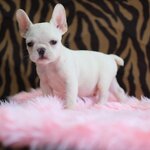 น้องเมอร์ฟี่ หนุ่มน้อยหน้าหวานสีครีม มีใบเพ็ดดีกรีรับรองสายพันธุ์จากสมาคมสุนัข , ได้รับการฉีดวัคซีนรวมป้องกัน5โรค , ถ่ายพยาธิตามกำหนด ก่อนการส่งมอบ , มีบริการส่งน้องต่างจังหวัด , สุนัขร่างกายสมบูรณ์แข็งแรง สุขภาพจิตดีทุกตัว092-991-8888