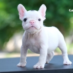 เฟรนชี่น้อย สีขาวแต้มตาดำข้างเดียว หุ่นสวย โครงสร้างดี หน้าตาน่ารัก