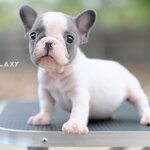 เพศผู้ สีบลูพาย (โทนขาว-เทา) นิสัยขี้อ้อน หน้าตาแบ๋วๆ ติดคนมากๆ สายเลือดดี ร่างกายสมบูรณ์แข็งแรง สถานะพร้อมย้ายบ้าน, ได้รับการฉีดวัคซีนรวมป้องกัน5โรค ,สุนัขร่างกายสมบูรณ์แข็งแรง สุขภาพจิตดี 092-9918888