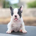 เพศผู้ สีบลูพาย (ขาวเทา) ตาสีฟ้าอ่อน หน้าสั้น มาร์คหน้ากากสวย สุขภาพสมบูรณ์แข็งแรง สถานะพร้อมย้ายบ้าน