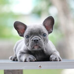 เพศผู้สีบลู โทนสีเทา โทนสว่าง ตัวเล็กน่ารัก หน้าตาขี้อ้อน สุขภาพสมบูรณ์แข็งแรง สถานะพร้อมย้ายบ้าน ได้รับการฉีดวัคซีนรวมป้องกัน5โรค ,สุนัขร่างกายสมบูรณ์แข็งแรง สุขภาพจิตดีทุกตัว 092-9918888