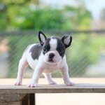 เด็กชาย เฟรนช์บลูด็อกสีขาวดำ ลายวัว มาร์คกิ้งหน้ากาก หน้าตาน่ารัก