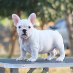 เพศเมีย สีขาว ลูกแชมป์เปี้ยน ตัวนี้เป็นตัวเมียที่โครงสร้างหนาตัน ขาสั้น กระดูกใหญ่ เกิดขึ้นไม่บ่อย ที่เราจะบรีดได้ลักษณะแบบนี้ เนื้อคู่ของใครรีบติดต่อเลยค่า สุขภาพสมบูรณ์แข็งแรง สถานะพร้อมย้ายบ้านค่ะ, ได้รับการฉีดวัคซีนรวมป้องกัน5โรค ,สุนัขร่างกายสมบูรณ์แ