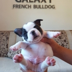 Galaxy French Bulldog
