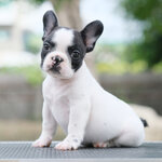 เพศเมีย สีขาวดำ มาร์คกิ้งหน้ากาก หน้าสวยๆ ตาโตๆ กะโหลกใหญ่ หน้าตาสวย สุขภาพสมบูรณ์แข็งแรง สถานะพร้อมย้ายบ้านสนใจโทร 0929918888