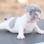 ตัวเมีย สีไลแลค แทนพาย สีพิเศษ ลำตัวเป็นสีเทาสว่างเฉดไปทางสีเงิน นัยต์ตาสีฟ้า สีนี้สวยเด่นเห็นแต่ไกล เป็นสง่าราศีคนจูง 0929918888