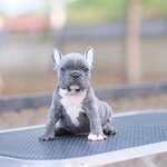 เด็กชายวินเซนต์ หนุ่มน้อยหน้ามนสีบลู(สีเทา) หน้าตาจิ้มลิ้มน่ารัก ร่าเริง ขี้เล่น เข้ากับคนง่าย ,ได้รับการฉีดวัคซีนรวมป้องกัน5โรค, ถ่ายพยาธิตามกำหนด ก่อนการส่งมอบ , มีบริการส่งน้องต่างจังหวัด , สุนัขร่างกายสมบูรณ์แข็งแรง สุขภาพจิตดีทุกตัว092-991-8888