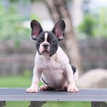 ตัวผู้ สีขาวดำ สายเลือดแชมป์ ทรงสวย หุ่นดี ขาหน้าขาหลังตรง วิ่งสวย สุขภาพสมบูรณ์แข็งแรง สถานะพร้อมย้ายบ้าน, ได้รับการฉีดวัคซีนรวมป้องกัน5โรค ,สุนัขร่างกายสมบูรณ์แข็งแรง สุขภาพจิตดีทุกตัว 092-9918888