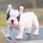 เพศผู้ สีขาวดำ มาร์คกิ้งหน้ากาก หน้าตาน่ารัก ,นิสัยขี้อ้อน , ได้รับการฉีดวัคซีนรวมป้องกัน5โรค ,สุนัขร่างกายสมบูรณ์แข็งแรง สุขภาพจิตดีทุกตัว 092-9918888