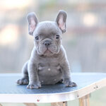 เพศผู้สีบลู โทนสีเทา โทนสว่าง หัวโตหน้าสั้น หน้าตาขี้อ้อน สุขภาพสมบูรณ์แข็งแรง สถานะพร้อมย้ายบ้าน ได้รับการฉีดวัคซีนรวมป้องกัน5โรค ,สุนัขร่างกายสมบูรณ์แข็งแรง สุขภาพจิตดีทุกตัว 092-9918888