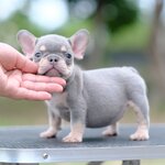 ตัวเมีย สีไลแลคแทน สีพิเศษ ลำตัวเป็นสีเทาสว่างเฉดไปทางสีเงิน นัยต์ตาสีฟ้า และมีตำแหน่งสีแทนที่ตำแหน่งขาทั้ง4ข้าง และมีคิ้วสีแทน สีนี้สวยเด่นเห็นแต่ไกล เป็นสง่าราศีคนจูง 0929918888