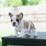 ตัวเมีย สีขาวน้ำตาล หน้าย่นริงเกิลสวย หุ่นเตี้ยตัน ตัวสั้นๆ สายเลือดแชมป์, ได้รับการฉีดวัคซีนรวมป้องกัน5โรค ,สุนัขร่างกายสมบูรณ์แข็งแรง สุขภาพจิตดีทุกตัว 092-9918888