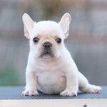 เพศผู้ สีครีมเข้ม เกรดโชว์ พิกเม้นสวย หน้าตาดี กะโหลกสวยได้รูป โครงสร้างสวยตามมาตราฐานสายพันธุ์ ดีกรีลูกไทยแชมป์ มีใบเพ็ดดีกรีครบถ้วน สุขภาพสมบูรณ์แข็งแรง (ของดีมีน้อย)