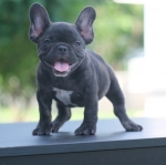 สาวน้อยลายเสือ แต่บอดี้หุ่น สวยมากๆ เตี้ยสั้น และตัน หน้าตายิ้มแย้ม พร้อมอ้อนคุณที่บ้าน