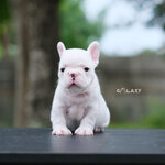 เด็กหญิงโลมา สีขาวแต้มดำ หน้าตาแบ้วๆ กะโหลกใหญ่ ทรงสวยๆ ดีกรีลูกแชมป์เปี้ยน กำลังมองหาบ้านใหม่ค่ะ ใครสนใจติดได้เลยค่า , ได้รับการฉีดวัคซีนรวมป้องกัน5โรค ,สุนัขร่างกายสมบูรณ์แข็งแรง สุขภาพจิตดีทุกตัว 092-9918888