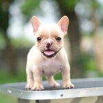 เพศเมีย สีครีม หน้าตาน่ารัก ยิ้มเก่ง อารมณ์ดี สายเลือดดี รูปทรงสวยๆ ร่างกายสมบูรณ์แข็งแรง พร้อมย้ายบ้าน, ได้รับการฉีดวัคซีนรวมป้องกัน5โรค ,สุนัขร่างกายสมบูรณ์แข็งแรง สุขภาพจิตดีทุกตัว 092-9918888