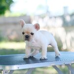 ลูกชาย สีครีม หล่อๆลุคคุณชาย หัวโตทรงสวย ดีกรีลูกแชมป์เปี้ยน , ได้รับการฉีดวัคซีนรวมป้องกัน5โรค , ถ่ายพยาธิตามกำหนด ก่อนการส่งมอบ , มีบริการส่งน้องต่างจังหวัด , สุนัขร่างกายสมบูรณ์แข็งแรง สุขภาพจิตดีทุกตัว 092-991-8888