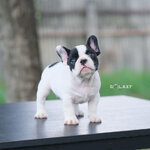 ตัวผู้สีขาวดำ หน้าใหญ่ หัวโต โครงสร้างดีเยี่ยม เกรดลูกแชมป์เปี้ยน ตัวนี้เลี้ยงโตมาคอนเฟิร์มความสวย จูงไม่อายใครแน่นอน , ได้รับการฉีดวัคซีนรวมป้องกัน5โรค , ถ่ายพยาธิตามกำหนด ก่อนการส่งมอบ ,สุนัขร่างกายสมบูรณ์แข็งแรง สุขภาพจิตดีทุกตัว 092-9918888