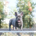 เด็กชายสีบลู(สีเทา)สีหายาก , ได้รับการฉีดวัคซีนรวมป้องกัน5โรค , ถ่ายพยาธิตามกำหนด ก่อนการส่งมอบ , มีบริการส่งน้องต่างจังหวัด , สุนัขร่างกายสมบูรณ์แข็งแรง สุขภาพจิตดีทุกตัว