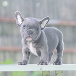 ตัวผู้สีบลู โทนสว่างสีสวยใบหูเล็ก สุขภาพสมบูรณ์แข็งแรงดี นิสัยขี้อ้อน สุขภาพบูรณ์แข็งแรง พร้อมย้ายบ้านค่ะ, ได้รับการฉีดวัคซีนรวมป้องกัน5โรค ,สุนัขร่างกายสมบูรณ์แข็งแรง สุขภาพจิตดีทุกตัว 092-9918888