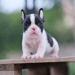 ตัวผู้ ขาวดำ หน้าสวย โครงสร้าดี สายเลือดอเมริกันแชมป์เปี้ยน อยากได้ไปนอนกลิ้งที่บ้านติดต่อได้เลยค่า