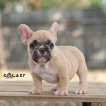 เด็กชาย สีช็อคโกแลตฟร้อนต์ (ตาสีเหลืองหายาก) เนื้อตาสวย เนื้อใบหน้าสวย หุ่นเตี้ยตัน หน้าใหญ่ กระดูกใหญ่ สนใจติดต่อได้เลยค่ะ