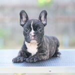 หนุ่มน้อย สีดำลายเสือ หน้าตาน่ารัก ราคาไม่แพง สายเลือดดี ร่างกายสมบูรณ์แข็งแรง สถานะพร้อมย้ายบ้าน, ได้รับการฉีดวัคซีนรวมป้องกัน5โรค ,สุนัขร่างกายสมบูรณ์แข็งแรง สุขภาพจิตดี 092-9918888