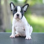 เด็กหญิง สีขาวดำลายวัว สายเลือดแชมป์ โครงสร้างดี ราคาไม่แพง สถานะพร้อมย้ายบ้าน, ได้รับการฉีดวัคซีนรวมป้องกัน5โรค ,สุนัขร่างกายสมบูรณ์แข็งแรง สุขภาพจิตดีทุกตัว 092-9918888