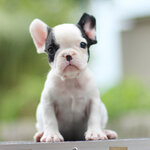 เพศเมีย สีขาวดำ ลายวัว กะโหลกใหญ่ รูปทรงสวย สายเลือดดีทั้งสาย นิสัยขี้อ้อน สุขภาพสมบูรณ์แข็งแรง สถานะพร้อมย้ายบ้านสนใจโทร 0929918888