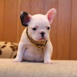 เด็กหญิงแซลม่อน สีขาว อายุ2เดือน ทำวัคซีนเรียบร้อยแล้ว