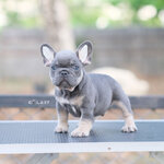 Hot Hot เด็กชายสีบลูแทน สีพิเศษดูโดดเด่นและโครงสร้างดี แถมหล่อขี้เล่นอัธยาศัยดี มีเวลาให้ , ได้รับการฉีดวัคซีนรวมป้องกัน5โรค , ถ่ายพยาธิตามกำหนด ก่อนการส่งมอบ , มีบริการส่งน้องต่างจังหวัด , สุนัขร่างกายสมบูรณ์แข็งแรง สุขภาพจิตดีทุกตัว092-991-8888