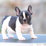 เพศเมีย สีขาวดำ ลายวัว หัวโต กระดูกใหญ่ เป็นตัวเมียที่สวยเหมือนตัวผู้ นิสัยขี้อ้อนมากๆ รูปทรงสวย สายเลือดดีทั้งสาย นิสัยขี้อ้อน สุขภาพสมบูรณ์แข็งแรง สถานะพร้อมย้ายบ้านสนใจโทร 0929918888