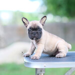 ตัวเมีย สีฟร้อนต์ หน้าตาสวย มีเอกลักษณ์ สายเลือดแชมป์ทั้งสาย , ได้รับการฉีดวัคซีนรวมป้องกัน5โรค , ถ่ายพยาธิตามกำหนด ก่อนการส่งมอบ , มีบริการส่งน้องต่างจังหวัด , สุนัขร่างกายสมบูรณ์แข็งแรง สุขภาพจิตดีทุกตัว 092-991-8888