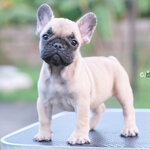 เพศเมีย สีฟร้อนต์ ลูกไทยแชมป์อันดับ1ประเทศไทย สวยไม่ธรรมดา ใครอยากได้ของดีไม่ควรพลาด